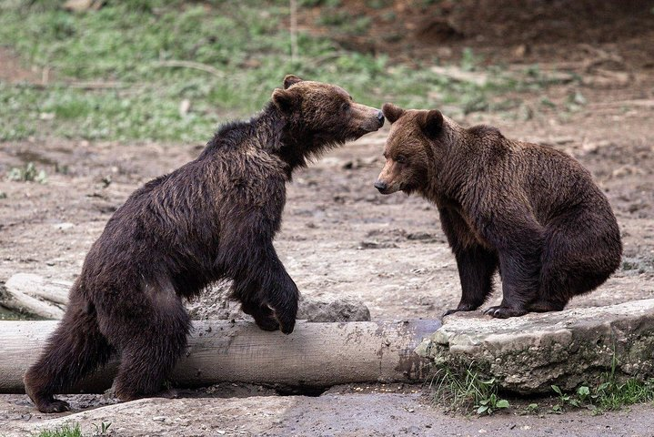 Romania's Brown Bears, near Brasov (foto by our guests)