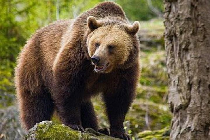 Bear Watching in The Wild from Brasov  - Photo 1 of 12