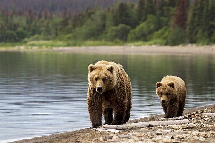 Brown bears in Transylvania