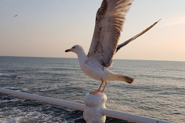 Black Sea and Constanța city, Private tour from Bucharest  - Photo 1 of 25