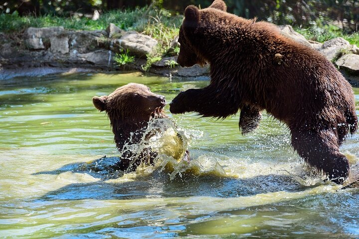 Cubs playing