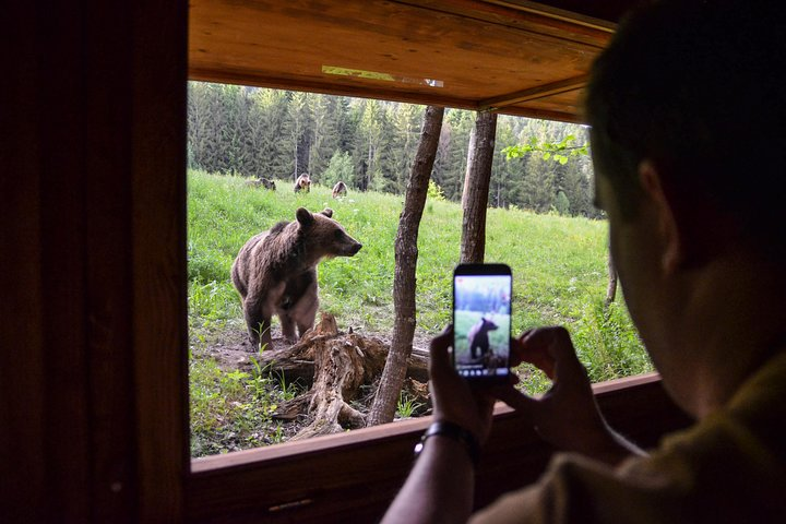 Capture unique close-up images of the Carpathian Brown Bear