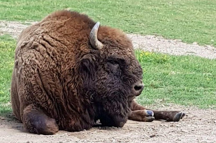 Day trip from Brasov: Bison reserve & traditional lunch - Photo 1 of 8