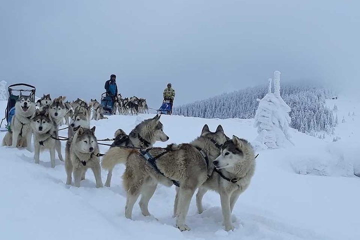 Husky Sleigh Rides experience - Photo 1 of 4