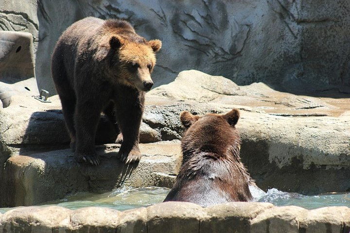 Brown Bears in Romania