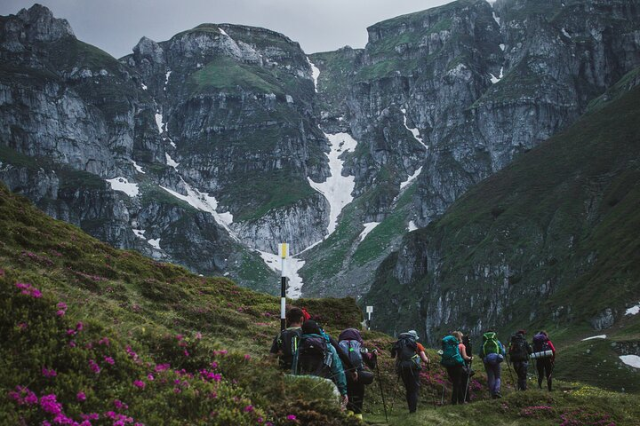 Rhododendrons in Bucegi Natural Park