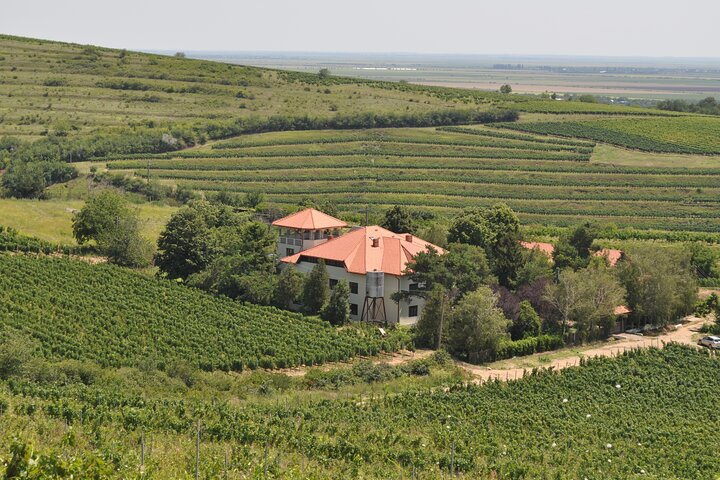 Private Romanian Wine Tasting in Urlați - Photo 1 of 9