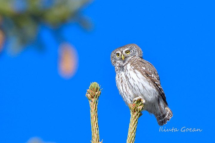 Transylvania birding