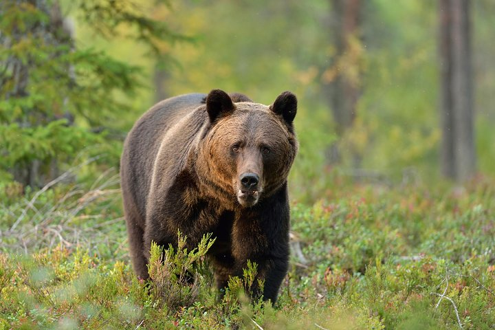 Small-Group Wildlife Brown Bear Day Trip from Brasov