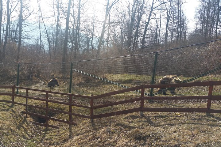 Small-Group Libearty-Liberty Bear Sanctuary Zarnesti Trip from Brasov - Photo 1 of 7