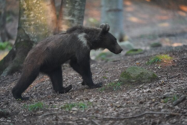 Watching Brown Bear Experience and Gulyas Taste from Brasov - Photo 1 of 11