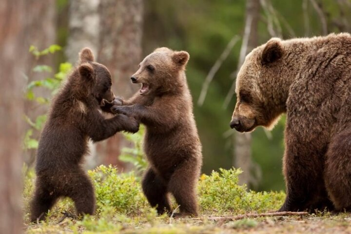 Wild Brown Bears and Top Gear Road, Small group max 8 passangers  - Photo 1 of 7