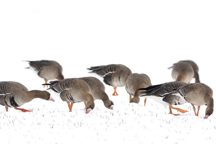 Winter Birding Day Trip to Dobrudja from Tulcea/Constanta - Photo 1 of 7