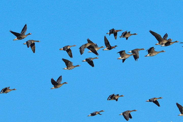 Red-breasted Geese