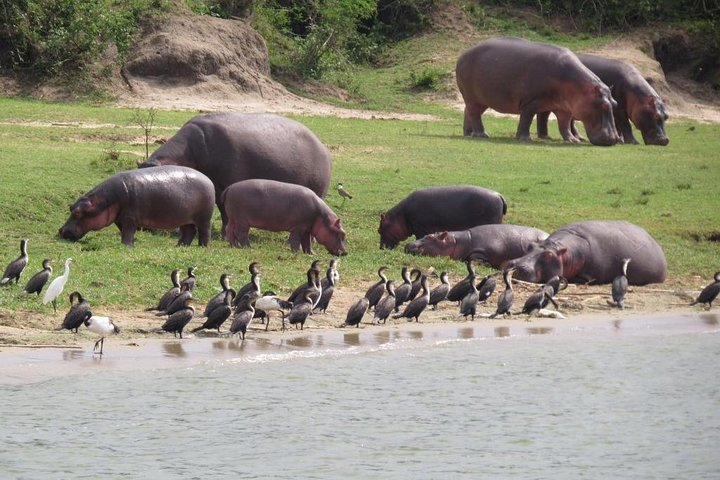 1 Day Akagera Game Drive Safari  - Photo 1 of 4