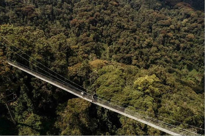 1 Day Canopy Walk Adventure in Nyungwe Forest National Park - Photo 1 of 12