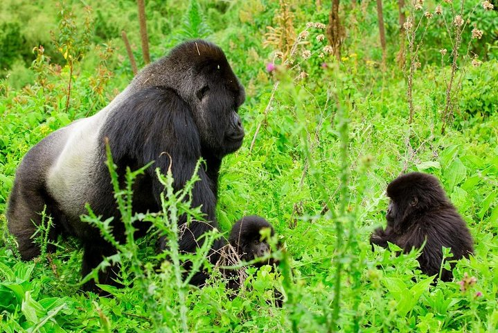 1 Day Gorilla Trekking Safari Tour - Photo 1 of 4