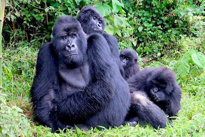 1 Day Gorilla trekking volcanoes national park  - Photo 1 of 6