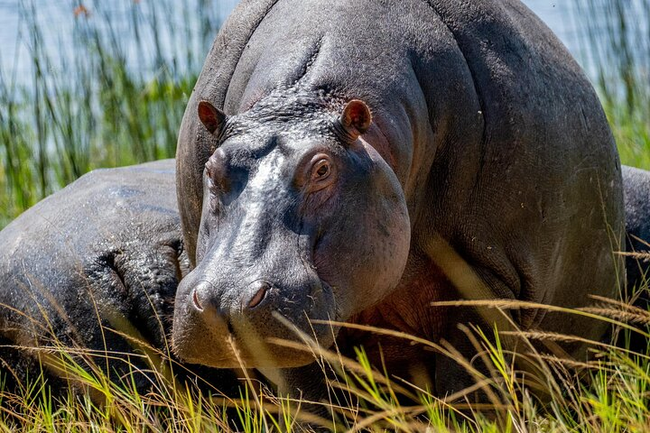 1 Day Safari to Akagera national park - Photo 1 of 25