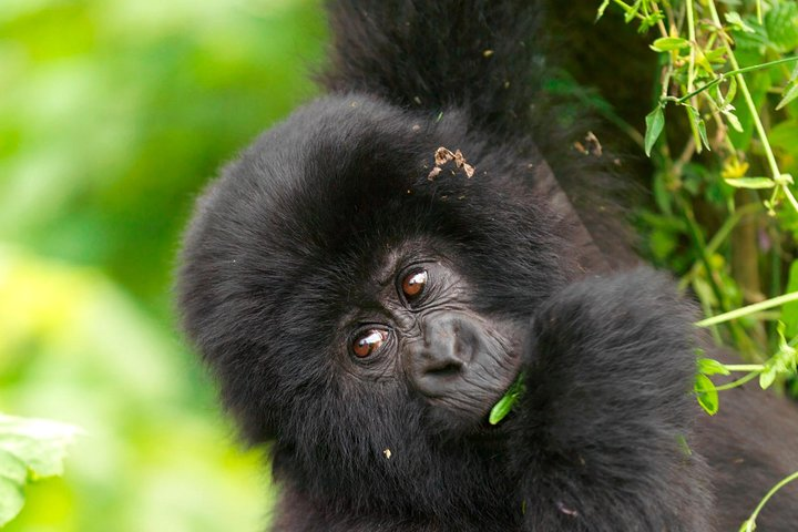 Walk the mountains to find and watch these special creatures. 