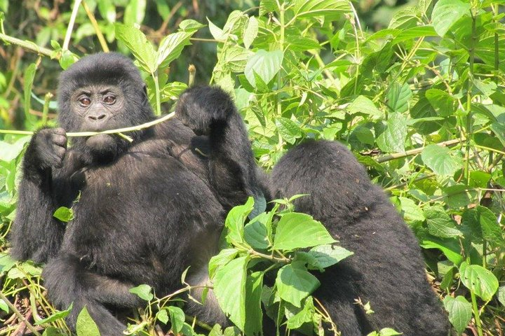 2 Day Gorilla Trekking Safari in Uganda via Kigali - Photo 1 of 7