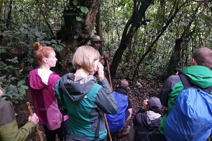 2 Days Chimpanzee trekking & Canopy Walk in Nyungwe National Park  - Photo 1 of 10