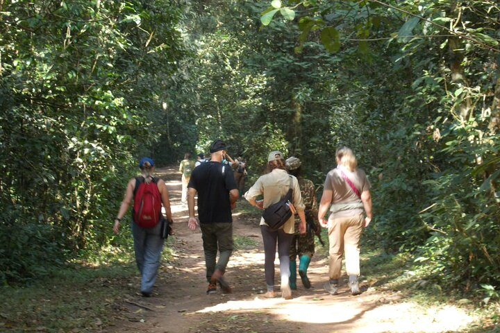 Gorilla trekking activity