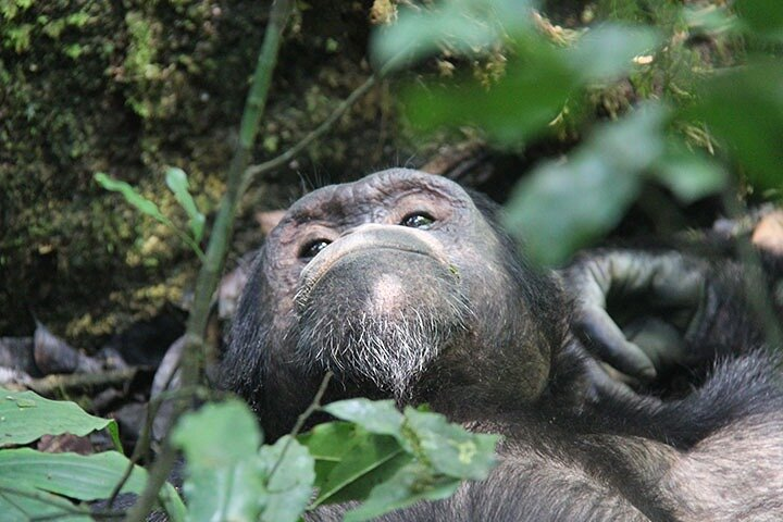 Nyungwe Chimpanzee Tracking