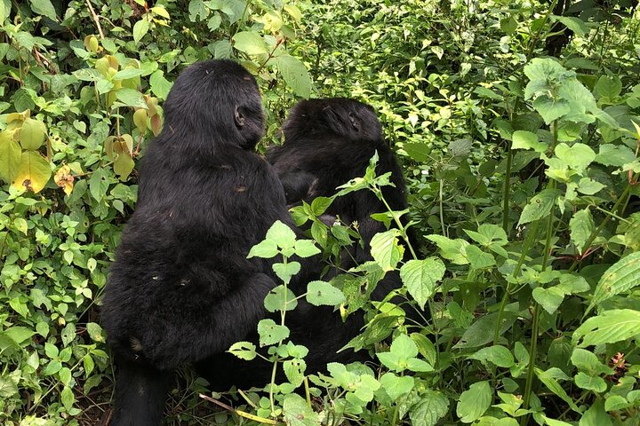 3 Day Gorilla Trek at Bwindi National Park via Kigali - Photo 1 of 6