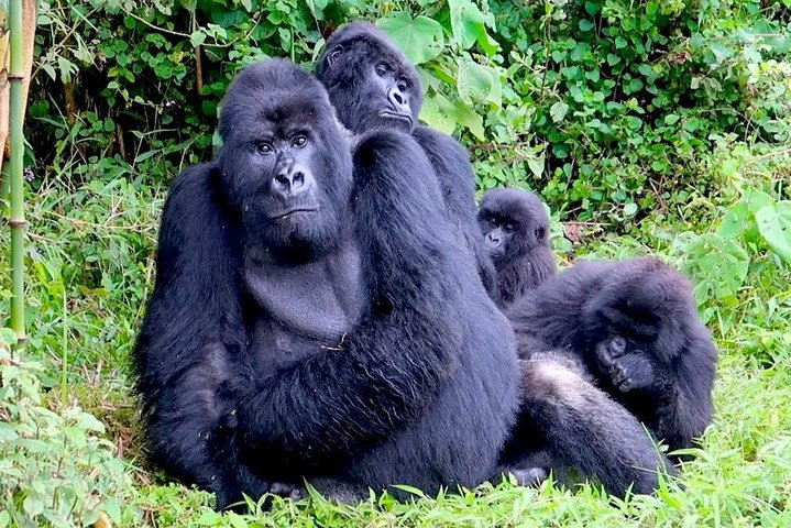 3 Days Gorilla and Golden Monkey Trek - Photo 1 of 5