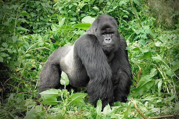 3 Days Gorilla Trekking Safari to Bwindi Impenetrable NP Uganda - Photo 1 of 6