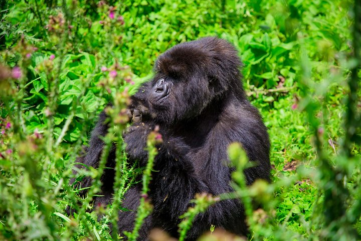 3 Days Private Adventure from Kigali with Gorilla Trekking - Photo 1 of 5