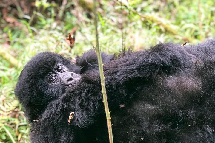 6 Day Uganda Gorilla Safari and Lake Bunyonyi Homestay Experience - Photo 1 of 8