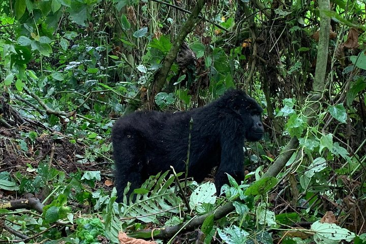 6 Days Rwanda Uganda Budget Wildlife Safari - Photo 1 of 6