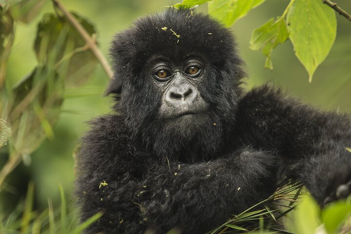 mountain gorilla