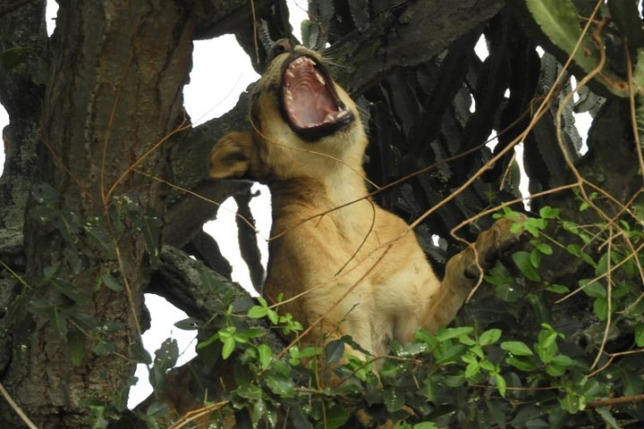 7 Nights of Rwanda & Tanzania; Mountain Gorillas & Wildebeest Migration - Photo 1 of 6