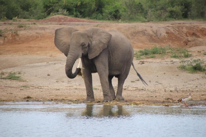 8 Day Gorilla Trek, Wildlife Safari and Chimp Habituation Experience - Photo 1 of 8