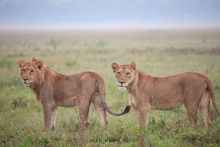 Big 5 Safari Day Trip - Photo 1 of 11