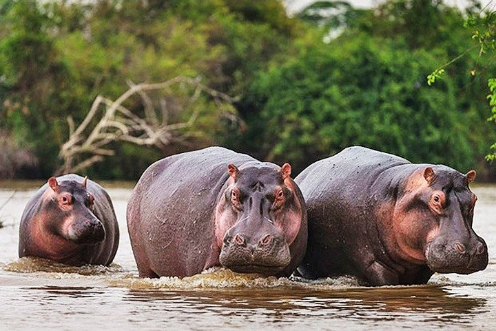 Day Trip Safari - Akagera National Park with Optional Lake Ihema Boat Safari - Photo 1 of 6