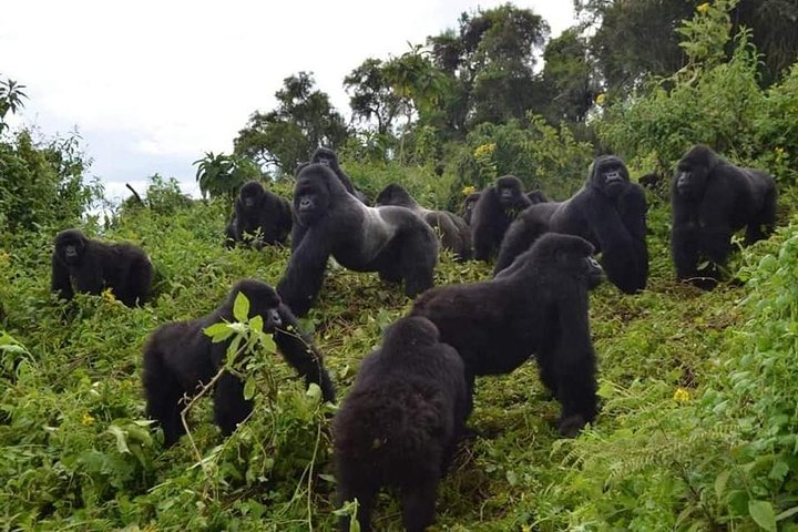 Gorilla trekking &wildlife adventure in Rwanda  - Photo 1 of 12