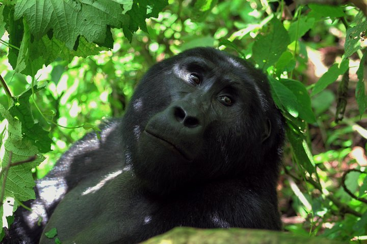 Gorrilla at Bwindi forest