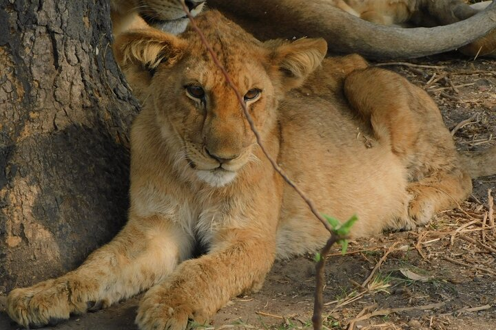 One Day Akagera Safari From Kigali - Photo 1 of 16