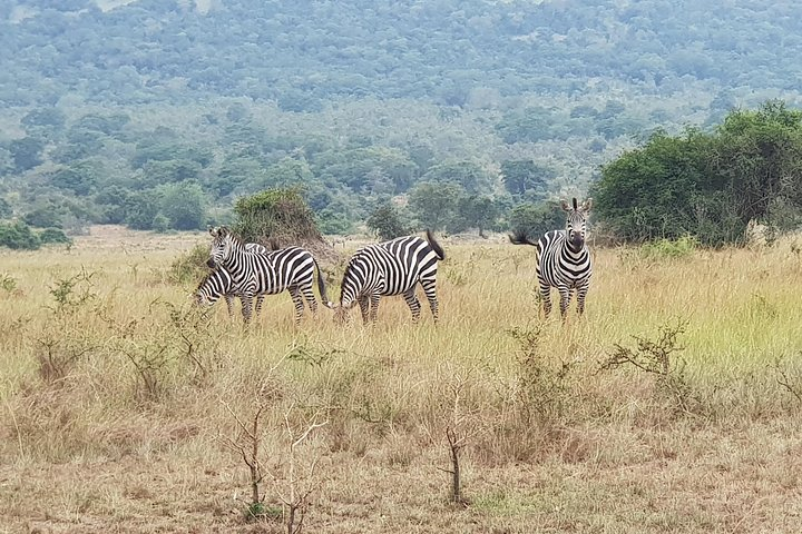 Zebras in Akagera National Park