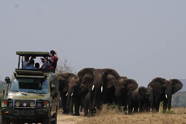 Akagera National Park
 Game drive