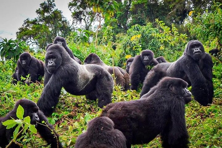 Private Gorilla Trekking Transfer from kigali to Volcanoes N.Park - Photo 1 of 20