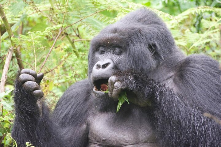 Private Gorilla Trekking Transfer from Kigali - Photo 1 of 5