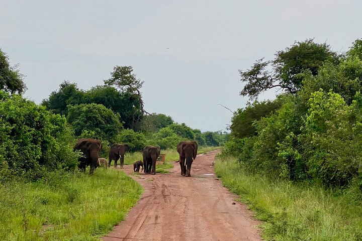 Safari Park Day Trip Adventure from Kigali - Photo 1 of 5