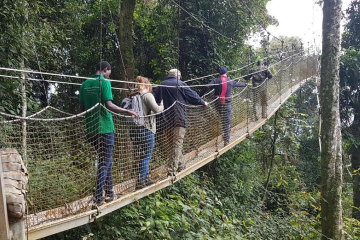 Canopy Walk, Nyungwe National Park