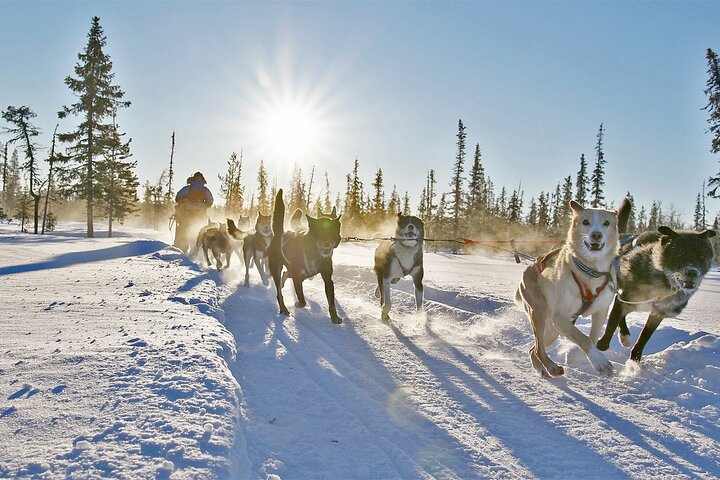 Dogsled Adventure Kiruna - Photo 1 of 12