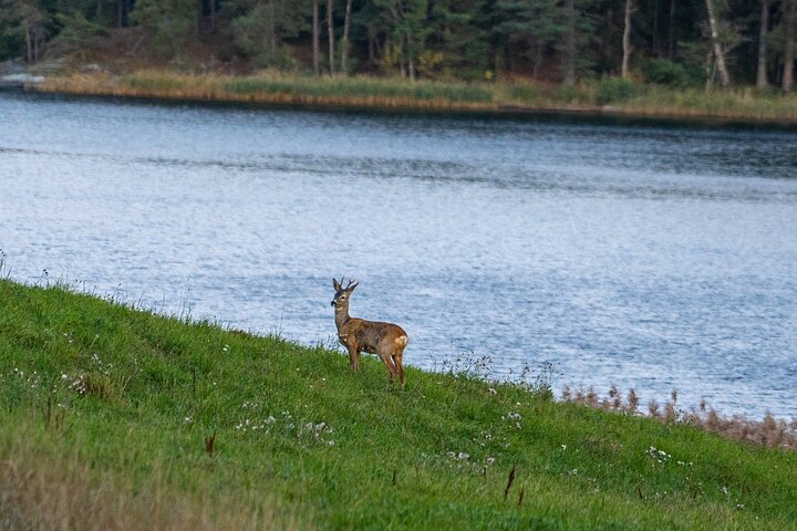 Wildlife Safari Small-Group in Stockholm - Photo 1 of 20